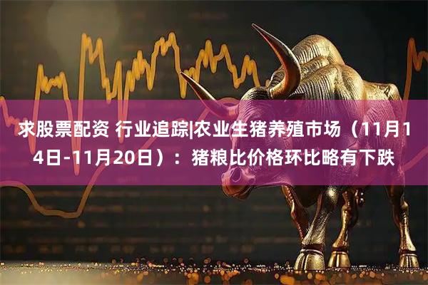 求股票配资 行业追踪|农业生猪养殖市场（11月14日-11月20日）：猪粮比价格环比略有下跌